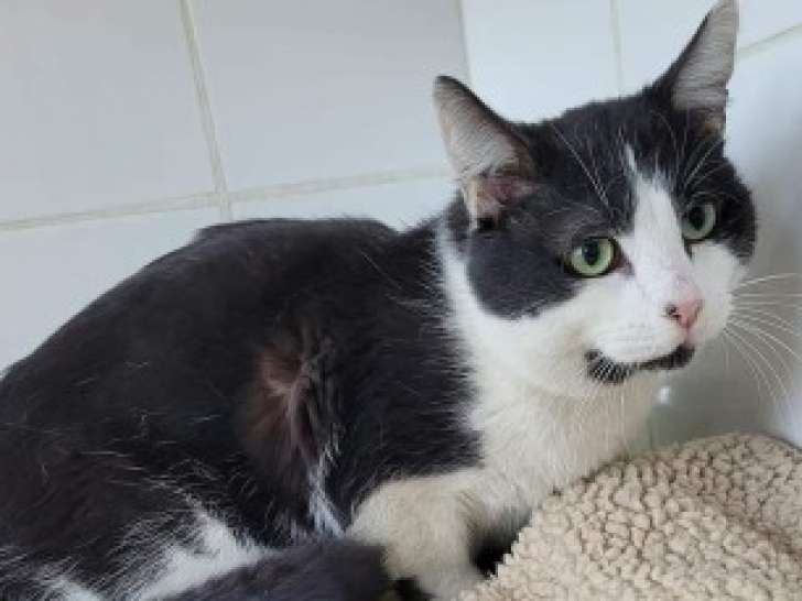 À la recherche d’une famille : chat noir et blanc