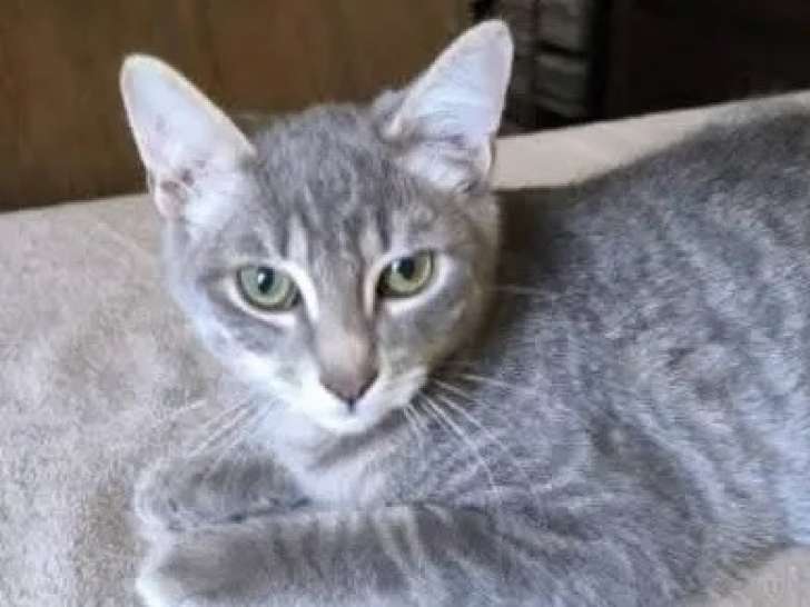 Chaton mâle de 8 mois en attente d'adoption