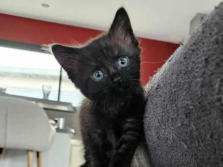 Chaton femelle de 3 mois prêt pour l’adoption