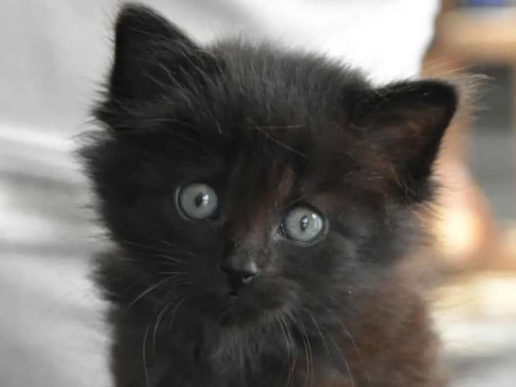 Chaton mâle noir en attente d'une famille