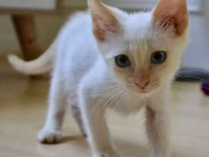 Chaton mâle de 5 mois en quête d'une famille