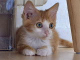 Adoption disponible : chaton mâle roux et blanc