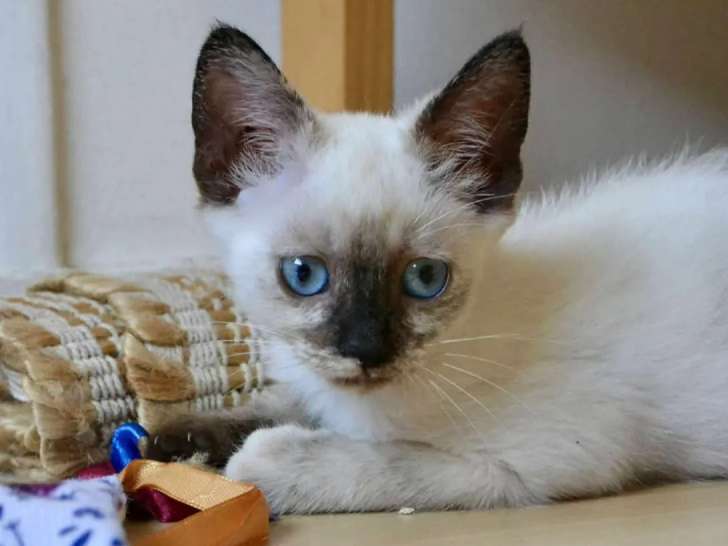 Chatonne de 5 mois à la recherche d’une famille