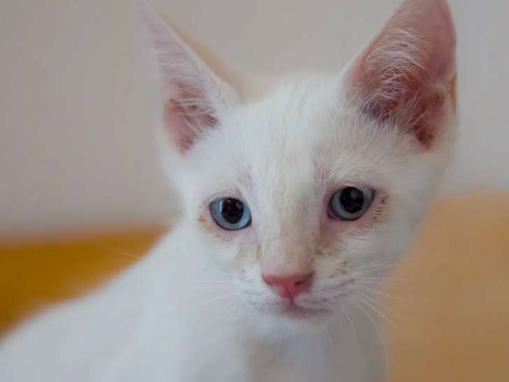 À adopter, chaton mâle blanc