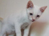 À adopter, chaton mâle blanc
