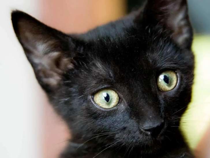 Disponible à l'adoption, chaton mâle noir