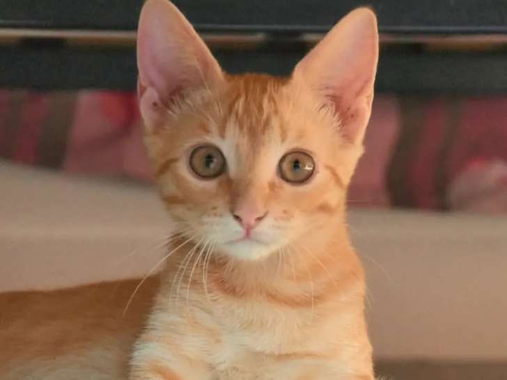 En attente d'adoption, chaton mâle de 7 mois