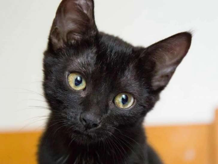 Prête pour l’adoption, chatonne de 7 mois