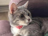 En attente d’un foyer, chatte grise