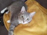 En attente d’un foyer, chatte grise