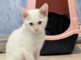 À accueillir, chaton mâle de 8 mois