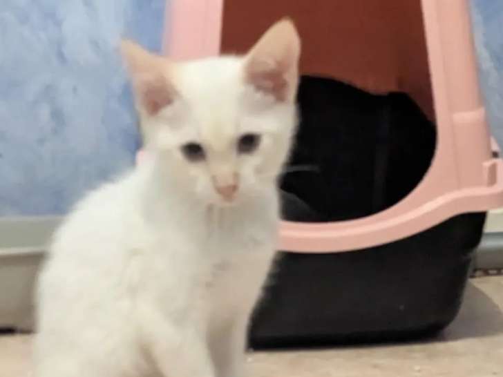 À accueillir, chaton mâle de 8 mois