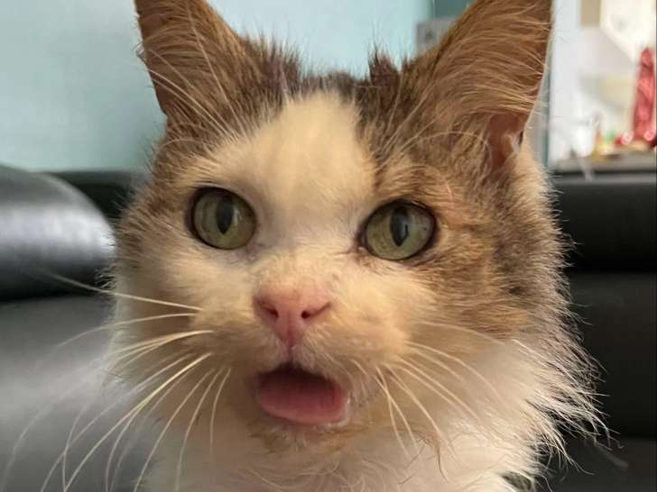 En quête d'un foyer, chatte de 10 ans