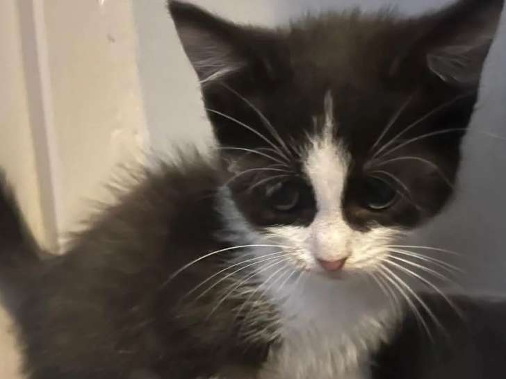 Adoption disponible : chaton mâle noir et blanc