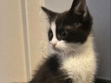 Adoption disponible : chaton mâle noir et blanc