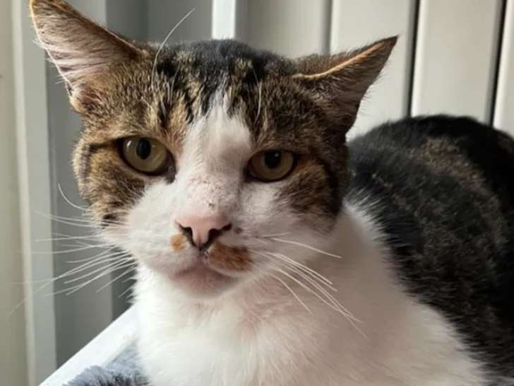 À la recherche d’un foyer, chat tigré blanc