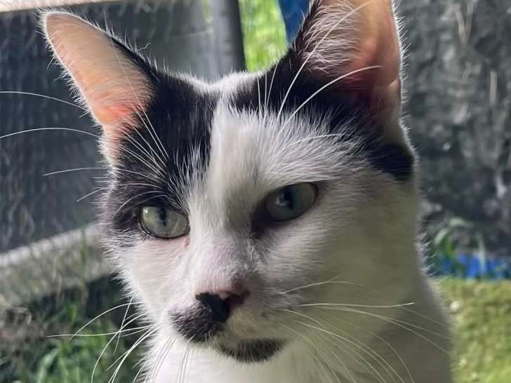 À adopter : chat noir et blanc