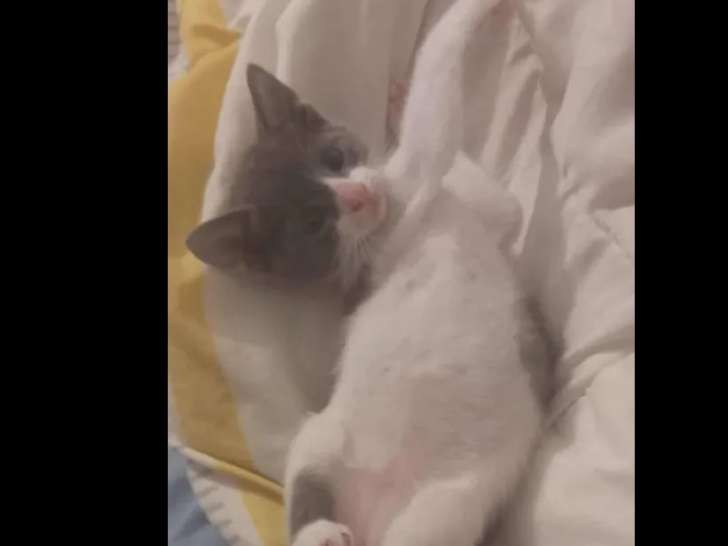 En attente d'adoption : chaton mâle gris et blanc