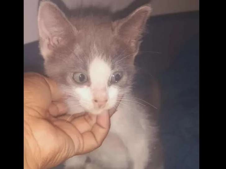 Prêt pour l'adoption : chaton mâle âgé de 2 mois