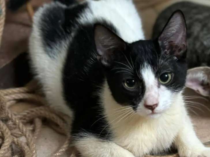 En attente d’un foyer : chaton mâle noir et blanc