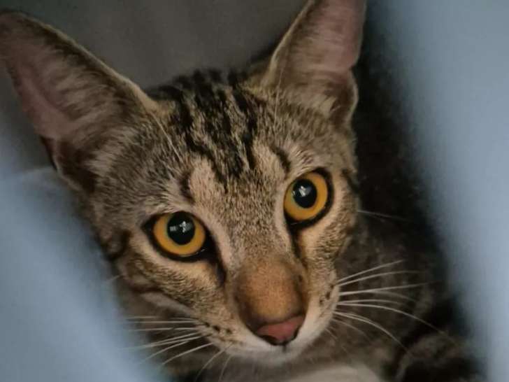 En quête d'une famille : chat âgé d’un an