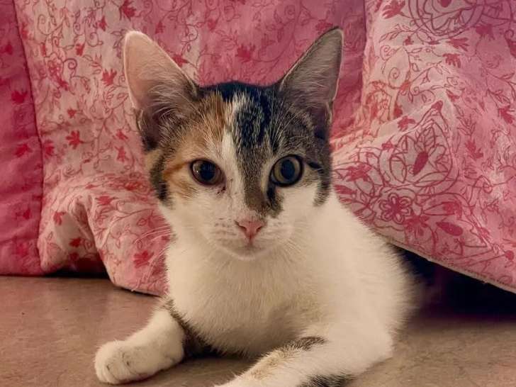 Adoption disponible : chatonne tricolore