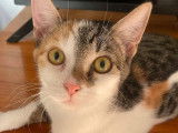 Adoption disponible : chatonne tricolore