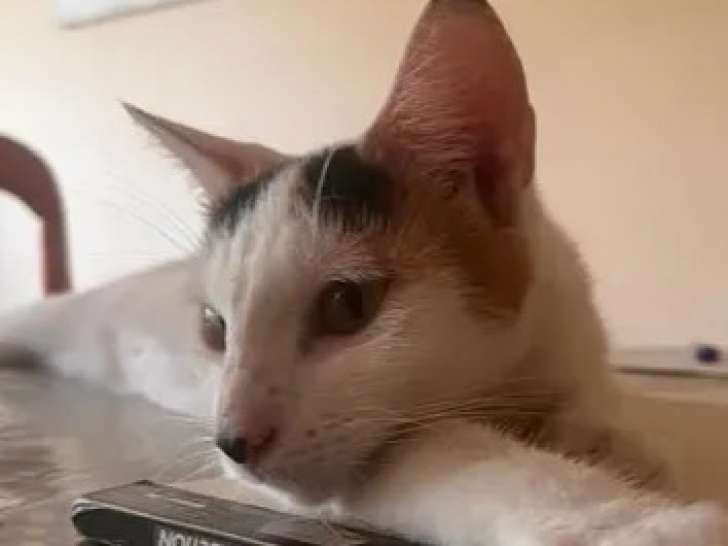 À la recherche d’une famille : chatte tricolore