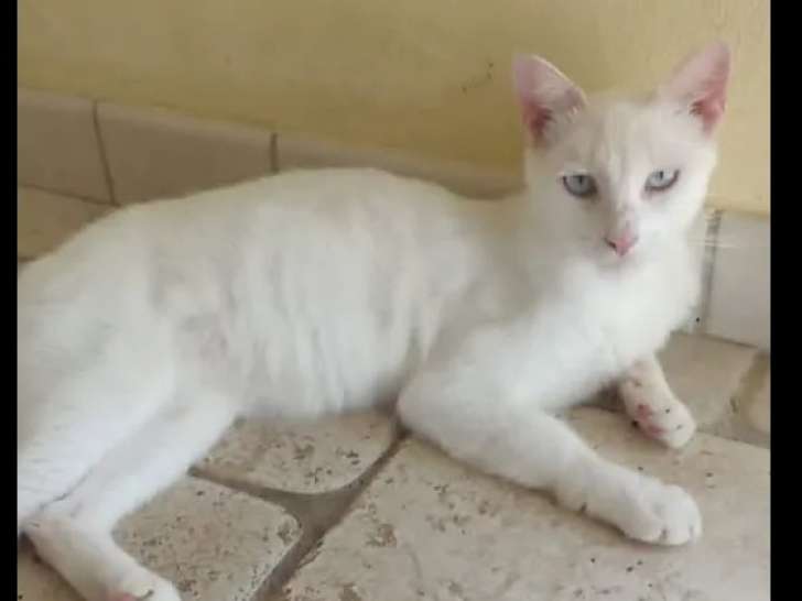 Chat au pelage blanc à adopter