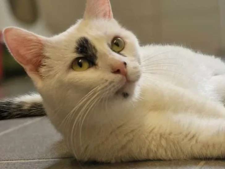 Chat de 2 ans disponible à l'adoption