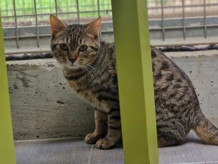Chat au pelage tigré en attente d'adoption