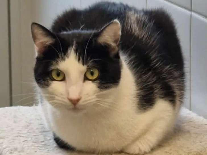 Chat noir et blanc prêt pour l’adoption
