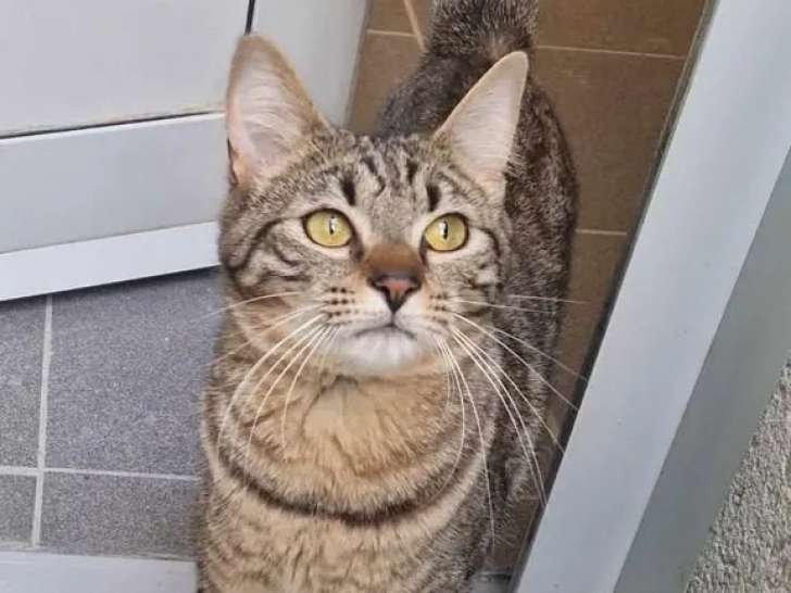 Chat au pelage tigré en attente d’une famille