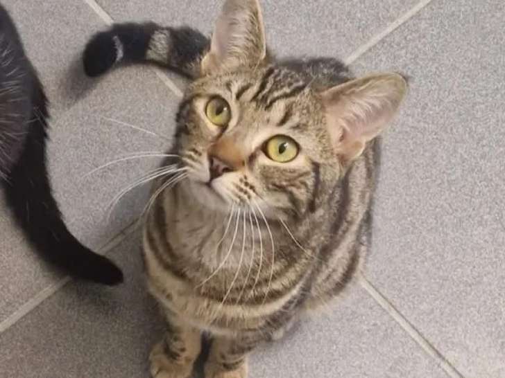 Chatte d'un an à accueillir