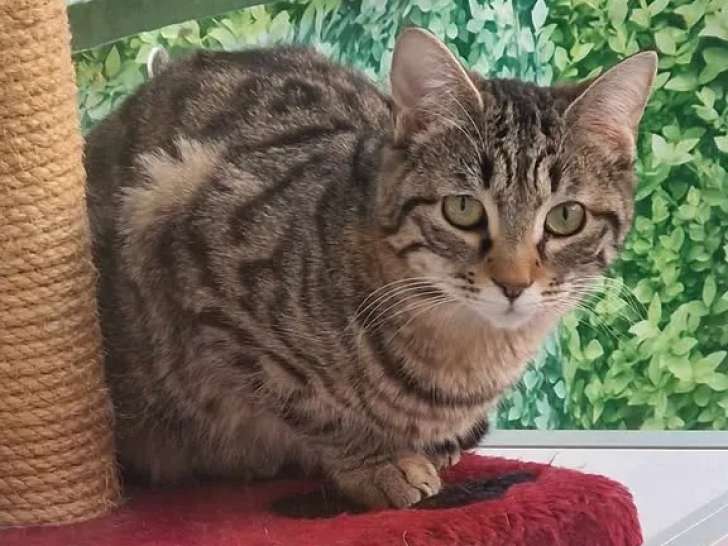 Chatte à la fourrure tigrée en quête d'une famille