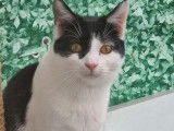 Adoption disponible : chat noir et blanc