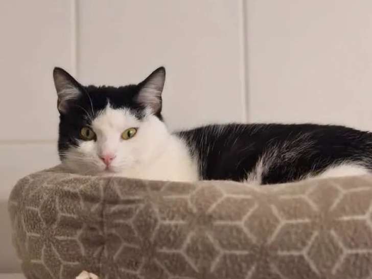 À adopter, chat noir et blanc