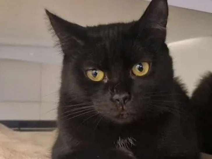 En attente d'adoption, chatte de couleur noire