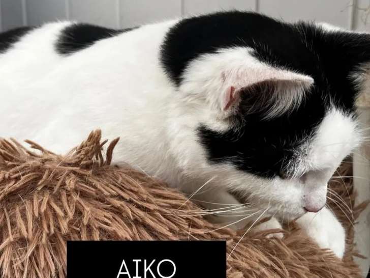 À accueillir, chaton mâle de 9 mois