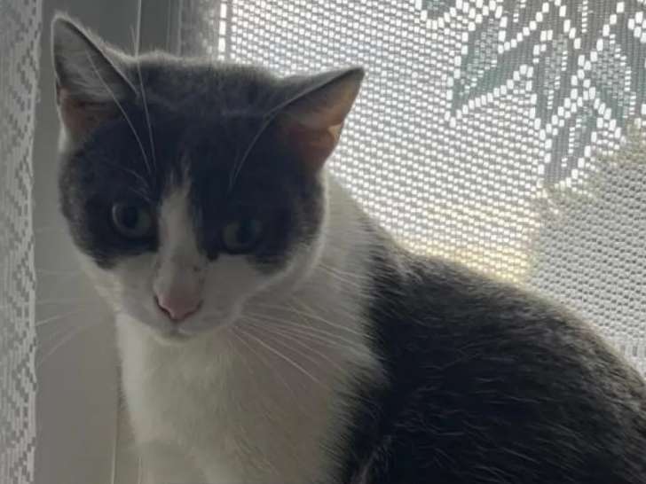 Chatte grise et blanche à la recherche d’une famille