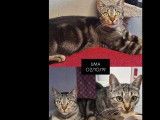 À adopter, chatte tigrée