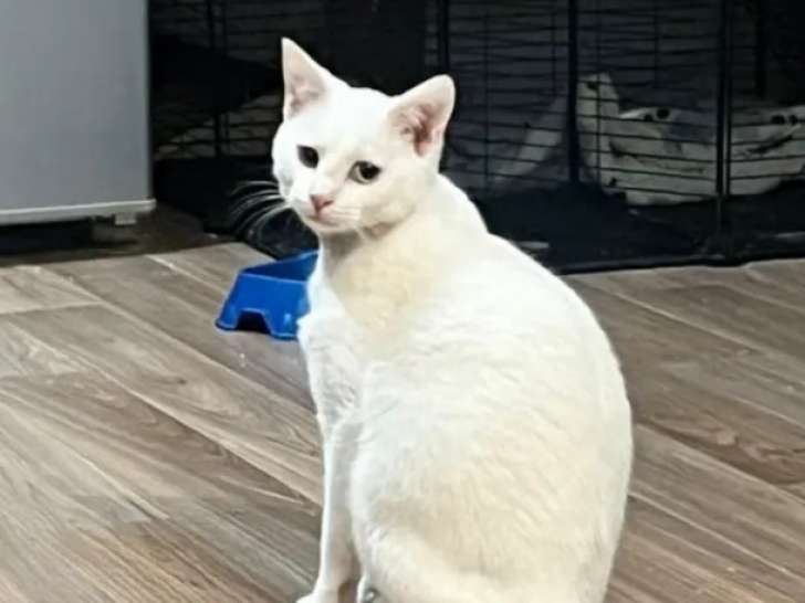 Disponible à l'adoption, chaton femelle de 7 mois