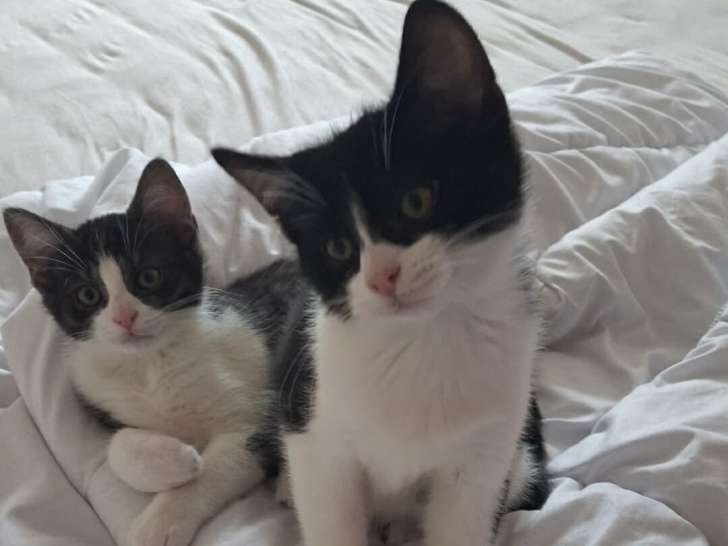 Bella, Tyro, Tiko & Zuko, chatons à adopter en association