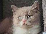 2 chatons British Shorthair à réserver (LOOF)