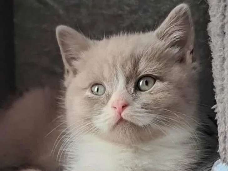 2 chatons British Shorthair à réserver (LOOF)