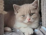2 chatons British Shorthair à réserver (LOOF)