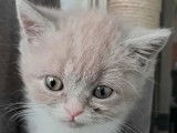2 chatons British Shorthair à réserver (LOOF)