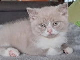 2 chatons British Shorthair à réserver (LOOF)