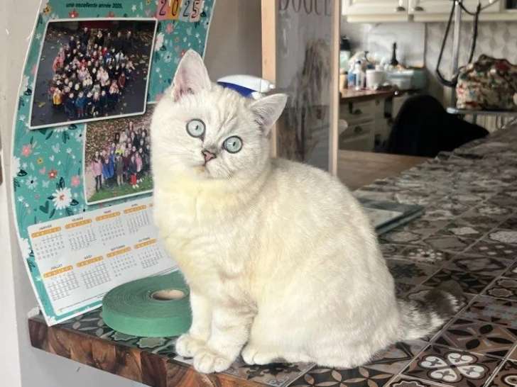 Des chatons British Shorthair à vendre (LOOF)