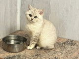 Des chatons British Shorthair à vendre (LOOF)